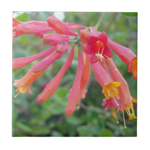 Azulejos Cerâmicos de Coral Trumpet Honeysuckle