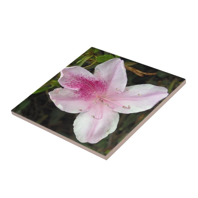 Azulejos Cerâmicos de Foto Azalea Rosa Vivos (Lateral)