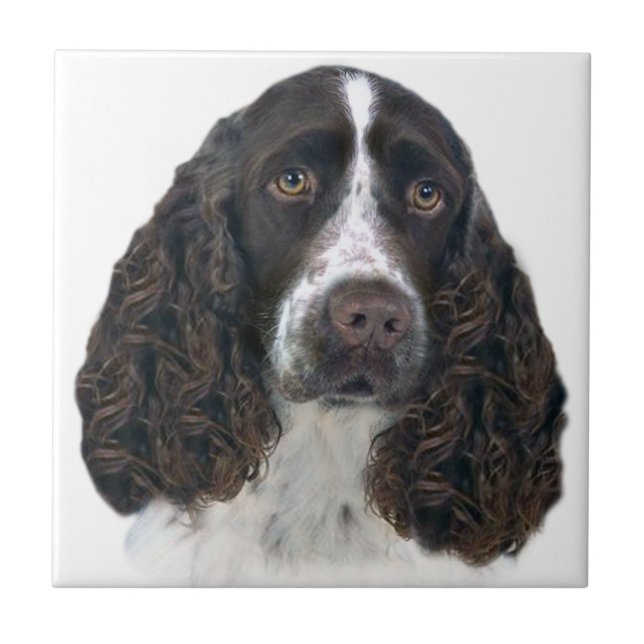 Azulejos para retratos do inglês springer spaniel (Frente)