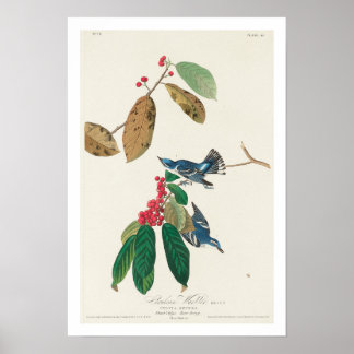 Azure Warbler por Poster Audubon