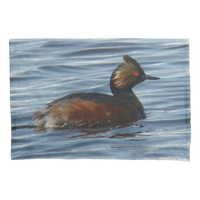 B1 Eared Grebe (Frente)