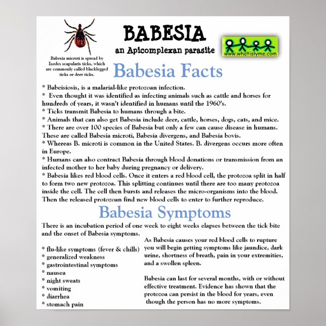 Babesia Information Fact Sheet Poster (Frente)