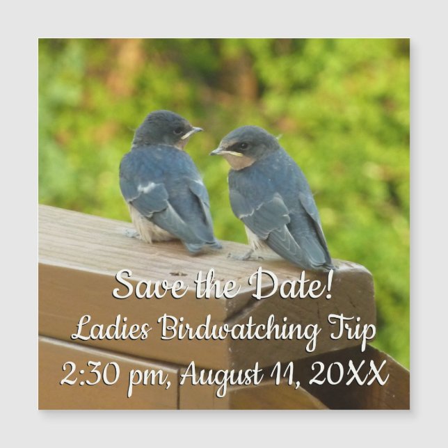 Baby Barn Swallow Nature Bird Foto (Frente)