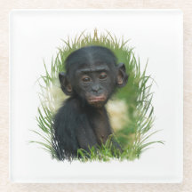 Baby Bonobo Ape