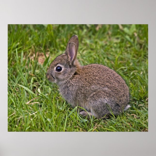 Baby Bunny Impressão (Frente)