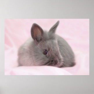 Baby Bunny poster