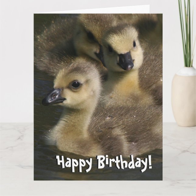 Baby Canada Geese Birthday - Cartão de Saudação de (Frente)