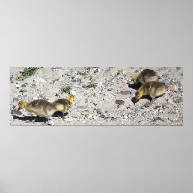 Baby Canada Geese Poster (Frente)