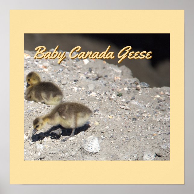 Baby Canada Geese Poster (Frente)