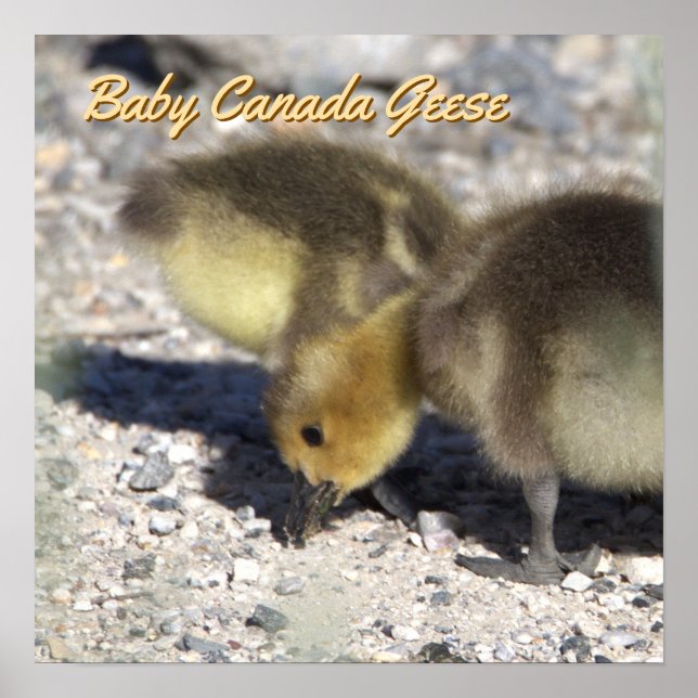 Baby Canada Geese Poster (Frente)