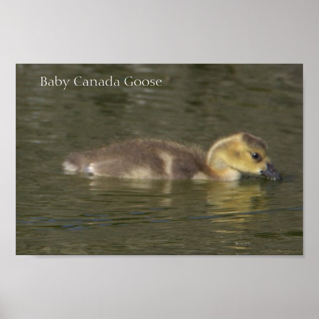 Baby Canada Goose Photo Poster (Frente)