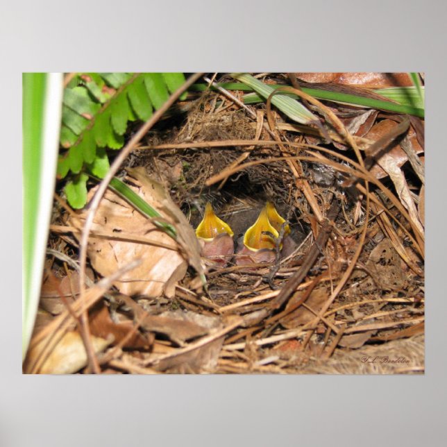 Baby Carolina Wrens Poster (Frente)
