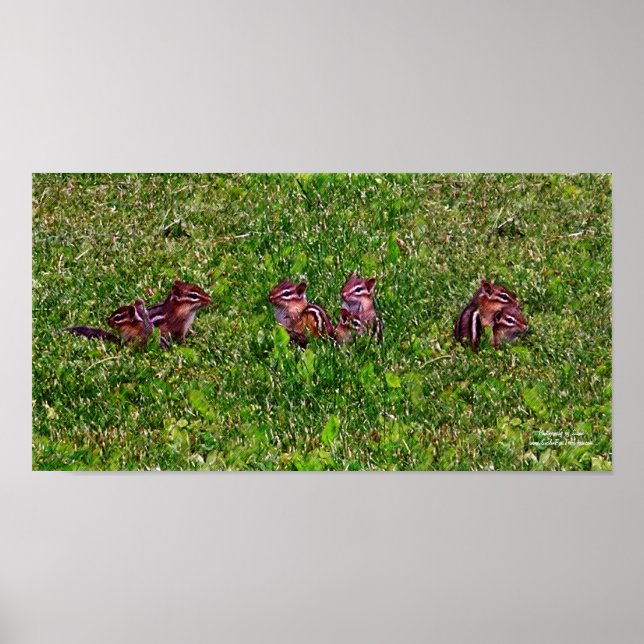 Baby Chipmunks Collage 1 Animal Pencil Art Poster (Frente)