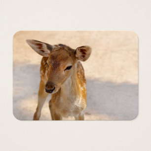 Baby Deer