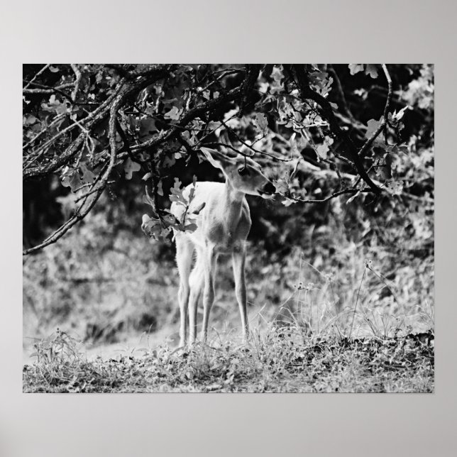 Baby Deer Fawn Impressão de arte fotográfica (Frente)