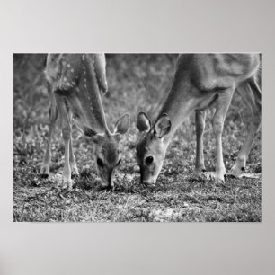 Baby Deer Grazing Photographics Art Impressão