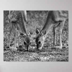Baby Deer Grazing Photographics Art Impressão
