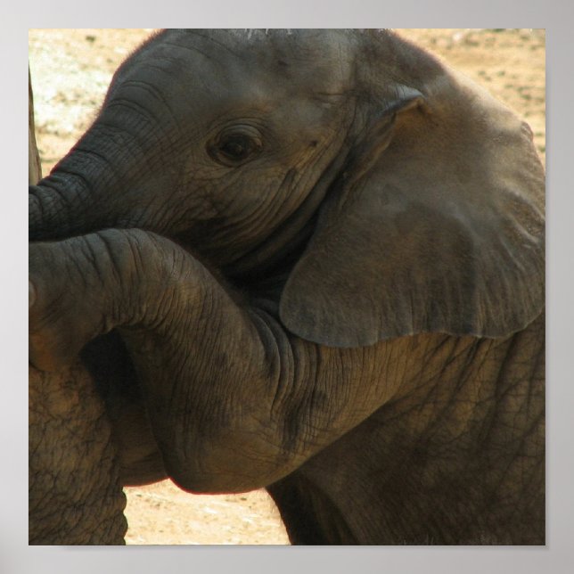 Baby Elephant Impressão (Frente)