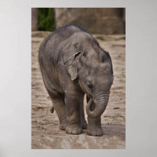 Baby Elephant Impressão