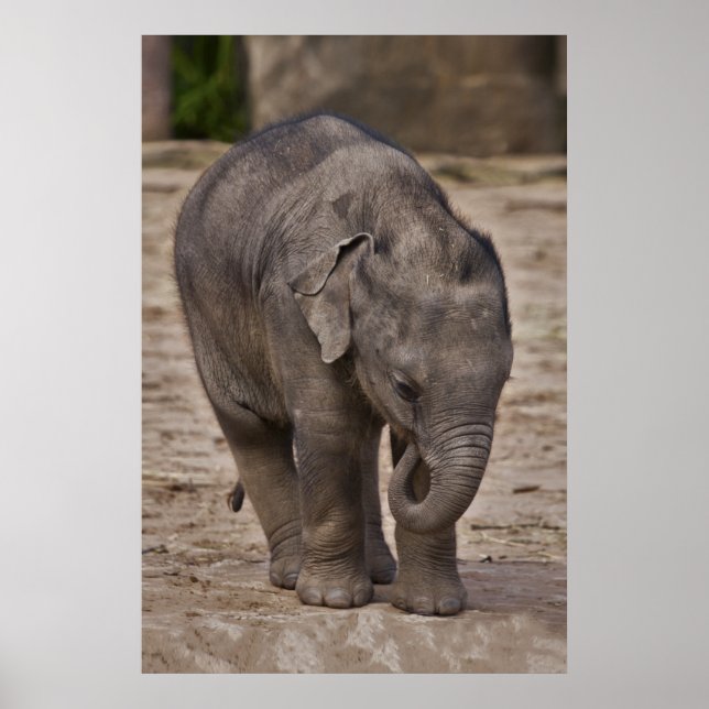 Baby Elephant Impressão (Frente)