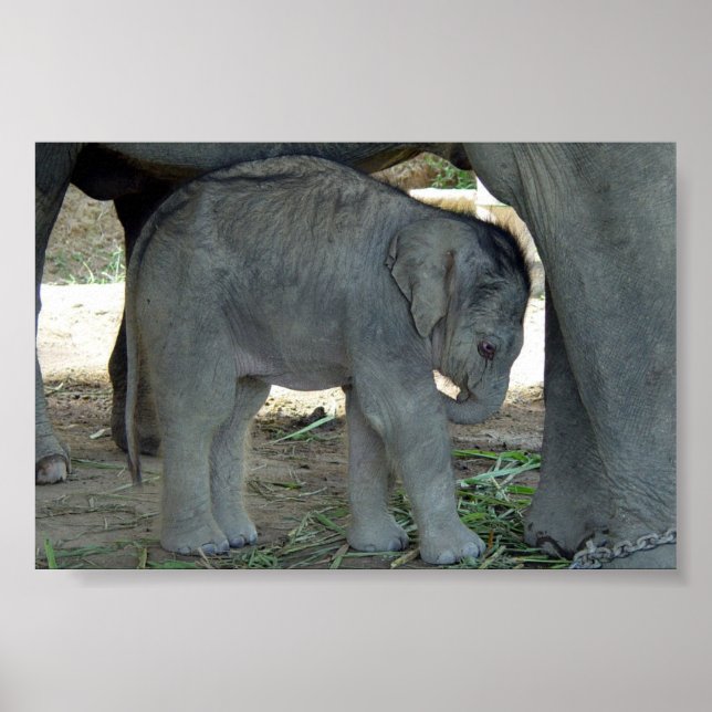 Baby Elephant Impressão (Frente)
