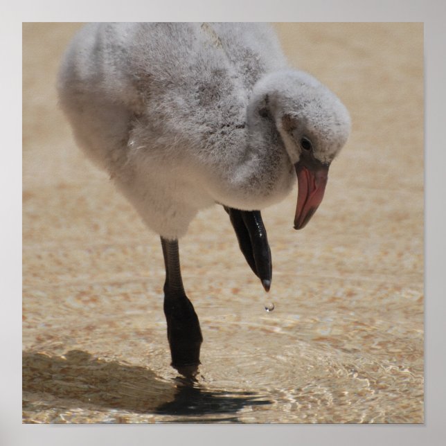 Baby Flamingo Poster (Frente)