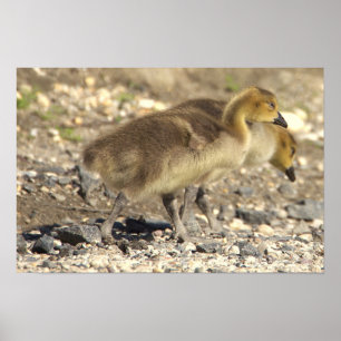 Baby Geese Photo Poster