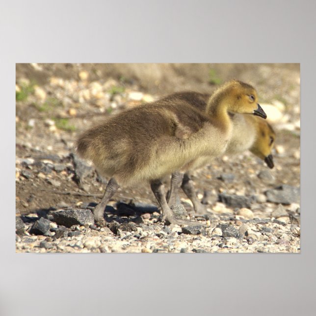 Baby Geese Photo Poster (Frente)