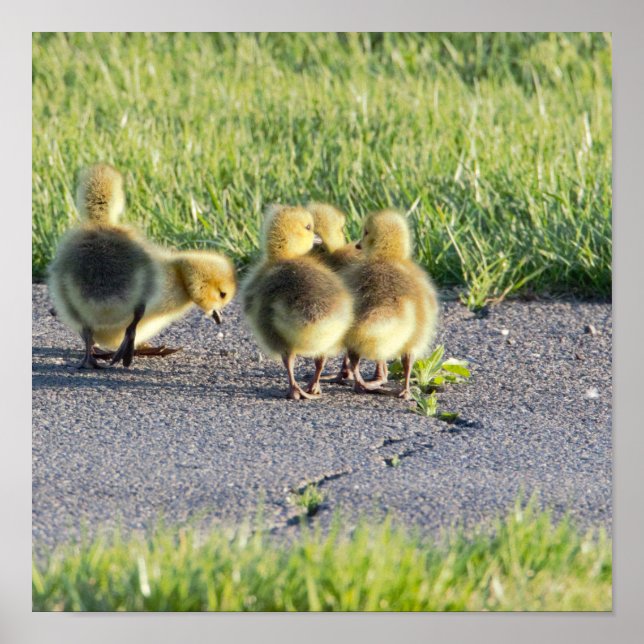 Baby Geese Photo Poster (Frente)