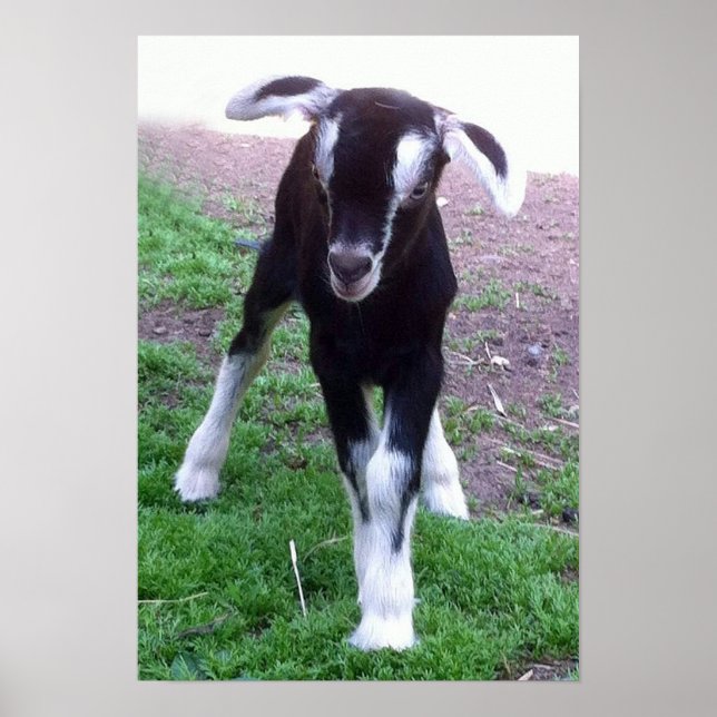 Baby Goat Poster (Frente)
