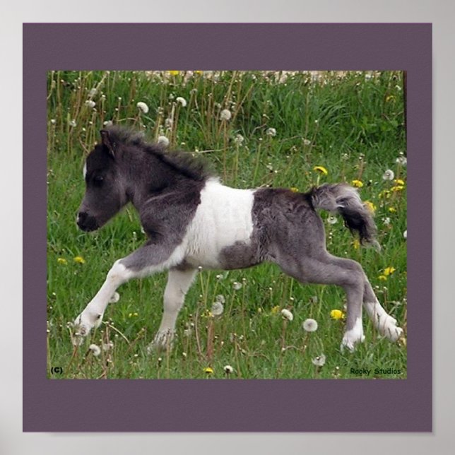 Baby Horse Poster (Frente)