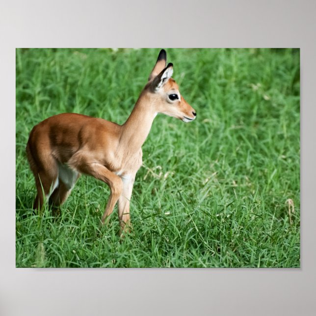 Baby Impala Poster (Frente)