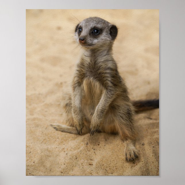 Baby Meerkat Sentado Na Poster De Areia (Frente)