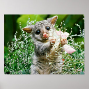 Baby Possum Capturou Flores Poster