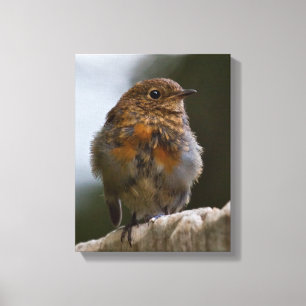 Baby Robin Canvas