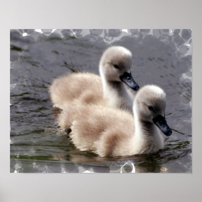 Baby Swan Poster (Frente)