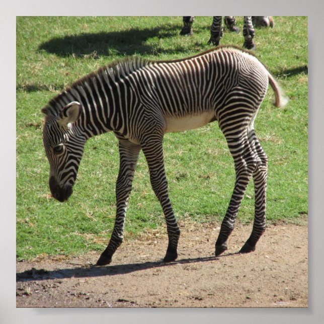 Baby Zebra Poster (Frente)