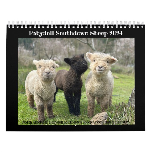 Babydoll Southdown Sheep 2024 Calendário NABSSAR (Capa)