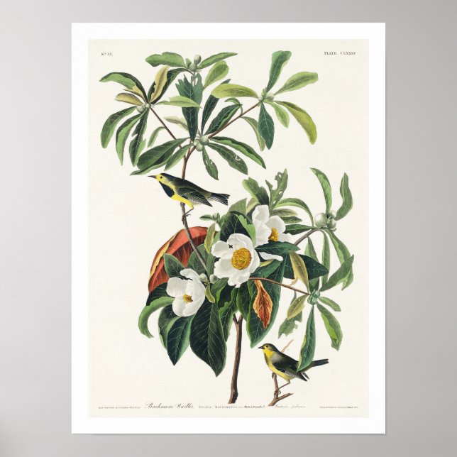 Bachman's Warbler de Audubon Poster (Frente)