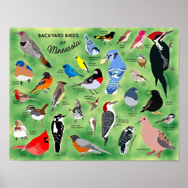 Backyard Birds of Minnesota Poster (Frente)