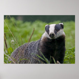 Badger Impressão