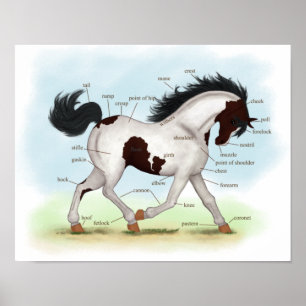Baía Tobiano Pinto Horse Poster da Anatomia Eques