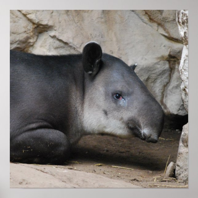 Bairds Tapir Poster (Frente)