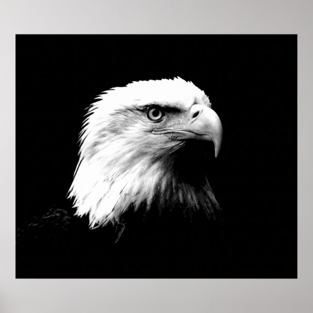 Bald Eagle American Eagle Poster (Frente)