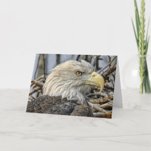 Bald Eagle Fechar Cartão de Saudação