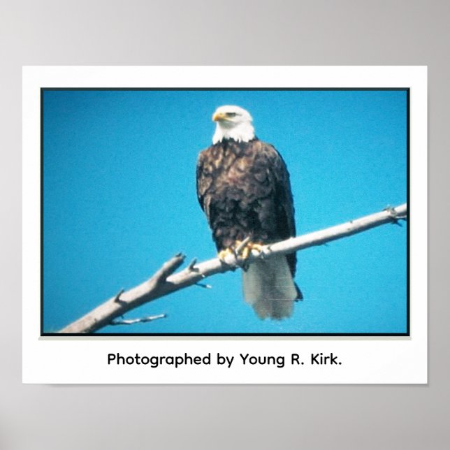 Bald Eagle Poster (Frente)