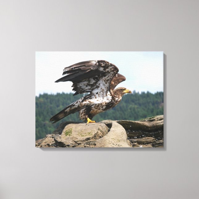 Bald Eagle Pronto Para Canvas De Voo (Frente)