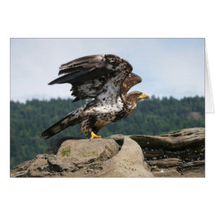 Bald Eagle Pronto Para Voo - Cartões