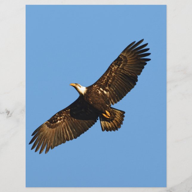 Bald Eagle Soaring 2 (Frente)