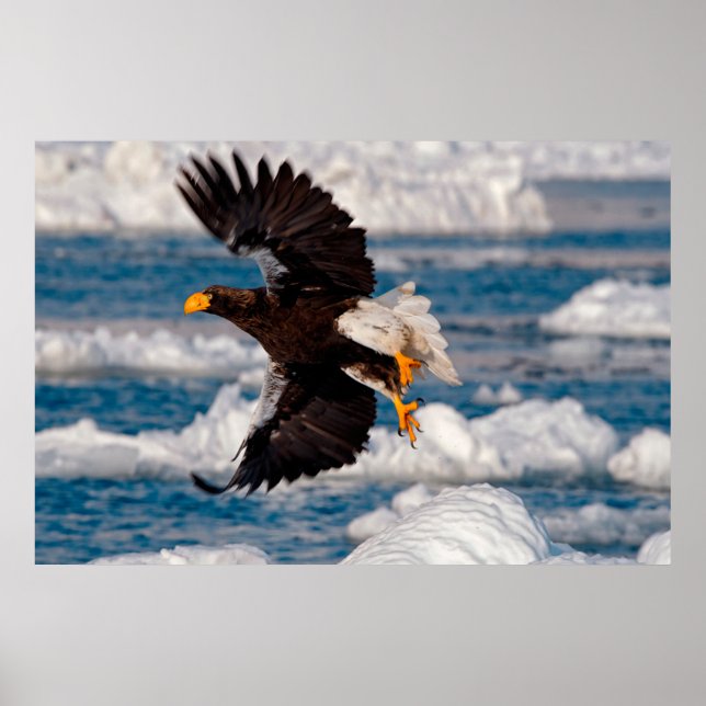 Bald Eagle Sobre Poster de Neve (Frente)
